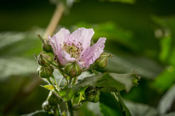Blackberry flowering and ovary in spring in the garden