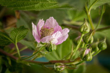 Fototapeta premium Blackberry flowering and ovary in spring in the garden