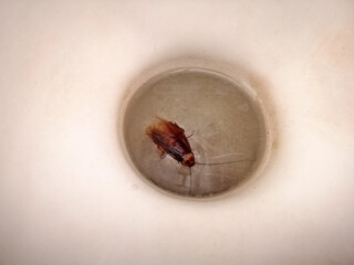 Dead cockroach in a toilet bowl.