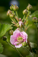 Blackberry flowering and ovary in spring in the garden