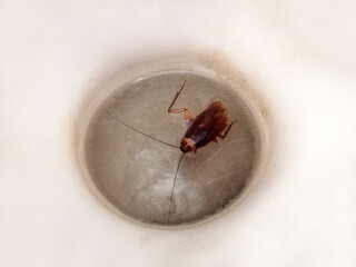 Dead cockroach in a toilet bowl.