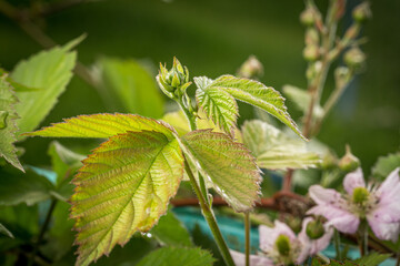 Blackberry flowering and ovary in spring in the garden