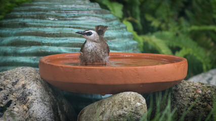 The Yellow-vented Bulbul.