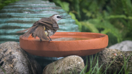 The Yellow-vented Bulbul.