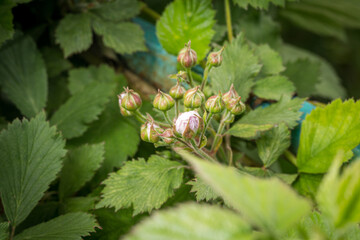 Blackberry flowering and ovary in spring in the garden