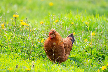 healthy chicken in the garden