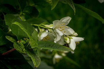 Flowers on a young jasmine bush in late spring in the garden