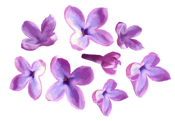 Lilac flower isolated on white background. Violet bloom and flower bud. Vector illustration. 