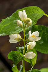 Flowers on a young jasmine bush in late spring in the garden