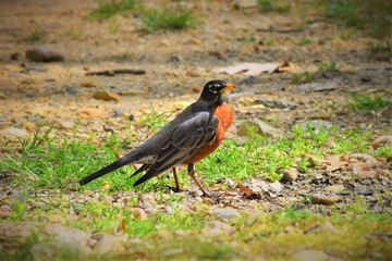 American Robin (Turdus Migratorius) on the ground