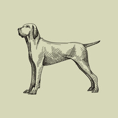 Hand-drawn sketch of a dog on a white background. Domestic animal. Home pet. Domestic dog. Large dog.
- 353691169
