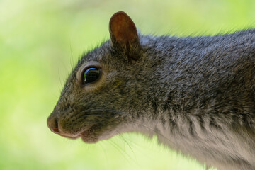 Close up view of a gray squirrel perched on a shepherds hook.  Background blurred.