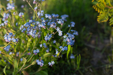 Blue flowers (forget-me-not) on a background of green grass on a sunny day