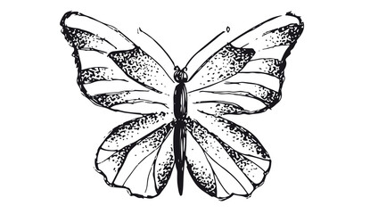 Butterfly hand drawn vector illustrations.
