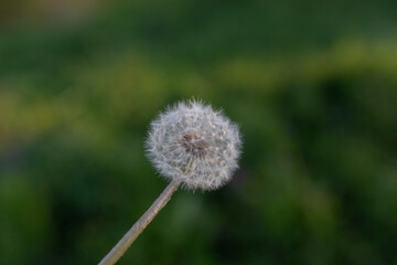 Fluffy dandelion flower on green grass background