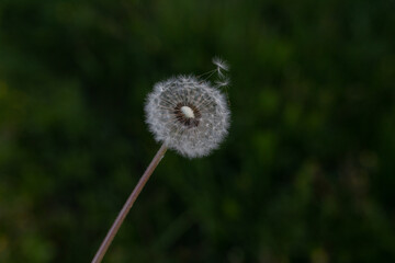 Fluffy dandelion flower on green grass background