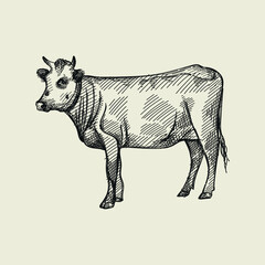 Hand-drawn sketch of cow on a white back ground. Farm animals. Livestock. Domestic animals.