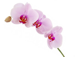 pretty flowers of orchid Phalaenopsis close up