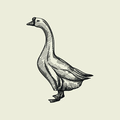 Hand-drawn sketch of white goose with long neck on a white back ground. Farm animals. Livestock. Domestic animals. - 353692948
