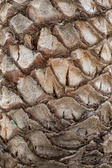 Palm tree bark close up