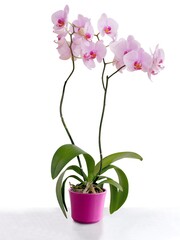 pink orchid Phalaenopsis isolated close up