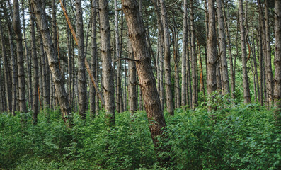 Dense spruce forest, tree trunks. Wildlife, natural background.