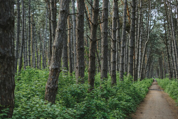 The path through the forest spruce grove, wildlife. Natural background