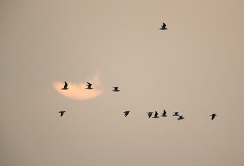 Black-headed gullls flying with sun at the back drop in the morning at Asker coast, Bahrain