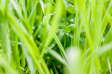 Green grass background. Grass after rain. The drops on the leaves.