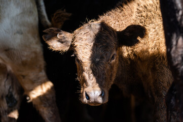 Beef cows and calves grazing on grass in south west victoria, Australia. eating hay and silage....