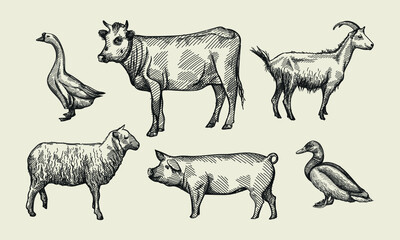 Hand-drawn sketch set of farming animals on a white back ground. Livestock. Domestic animals. Pig, white goose with long neck, duck, sheep, goat