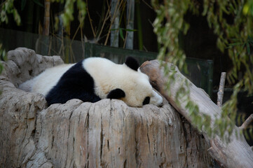 giant panda eating bamboo © Kim