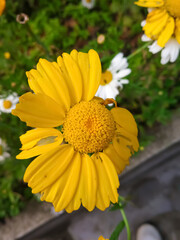 yellow flower in the garden