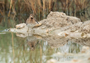 Common snipe and reflection on water, Asker, Bahrain