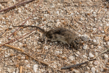 Dead mouse close up