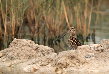 Common snipe at Asker Marsh, Bahrain