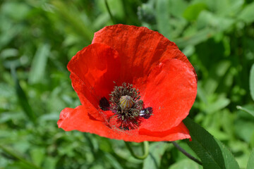 Poppy flower in the Roman suburbs 
