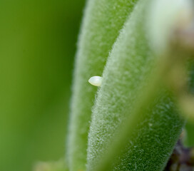 Sideview of a small white Monarch egg deposited on a milkweed seed pod (Asclepias tuberosa). by a Monarch butterfly. (Danaus plexippus). Closeup. Copy space.  