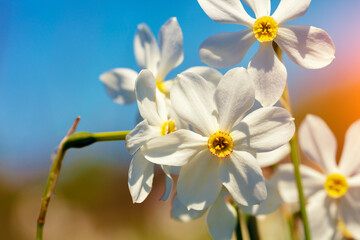 Fototapeta na wymiar Flowers background. Blossoming wild Narcissus plant. Floral spring nature background. Vintage color