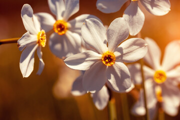 Fototapeta na wymiar Flowers background. Blossoming wild Narcissus plant. Floral spring nature background. Vintage color