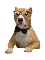 Staffordshire Terrier in a bow tie and glasses, isolated