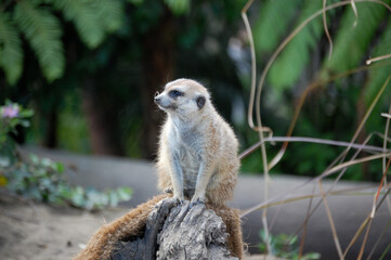 meerkat on guard