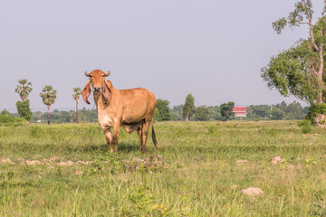 Thai cow in a field, at the province of Nakhon Ratchasima