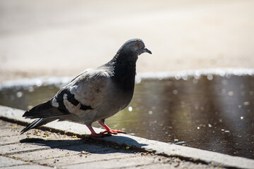 Pigeon in an urban environment-animals in the city