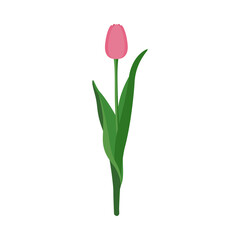 Pink Tulip with a closed Bud. Vector stock flat illustration isolated on a white background.