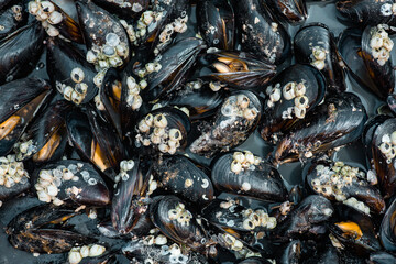 background of cooked sea mussels