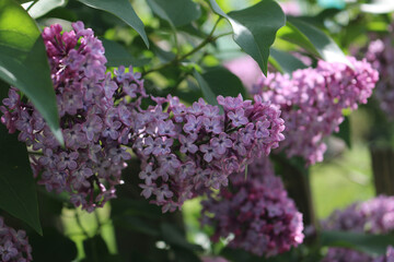 Blooming lilac may lilac. Spring is the time of flowering.