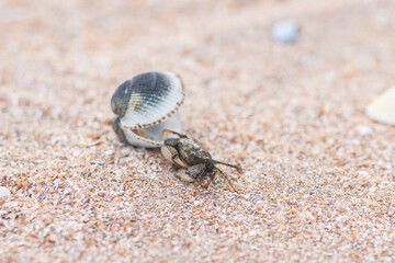 crab running in the sand