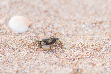 crab running in the sand