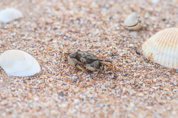 crab running in the sand